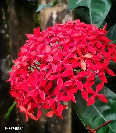 The Entacloo Trothic IxoraChethi Plant Trothic Ixora Chethi Red Plant Live Flower Disha999231-thumb0