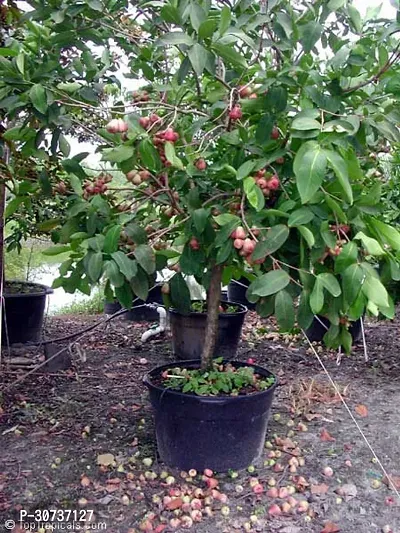 The Entacloo Apple Plant Dwarf Red Water Apple Plant 1000-thumb0