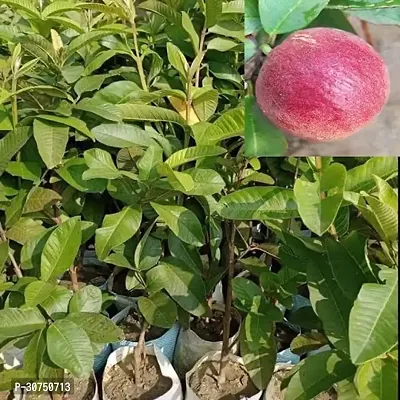 The Entacloo Guava Plant Red guava live plant-thumb0