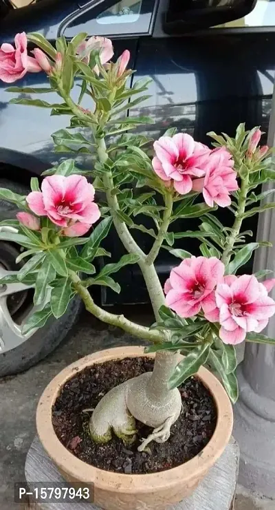 The Entacloo Adenium Plant (LV-373)