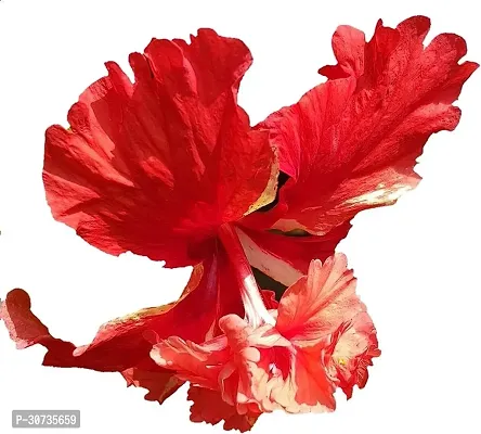 The Entacloo Hibiscus Plant Red Hibiscus flower plant with growing bag FN5349-thumb0