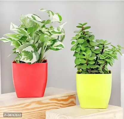 The Entacloo Pothos Plant Pothosand Jade Plant-thumb0