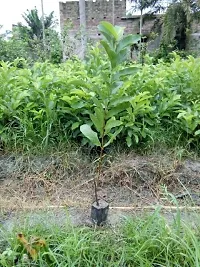 The Entacloo Guava Plant Live Rare Grafted Layering GuavaPunjab SafedaHybrid Variety 1 Live Plant-thumb2