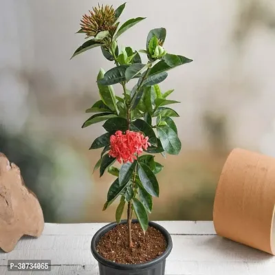 The Entacloo Ixora Mini Pink Flowering Plant Plants141-thumb0