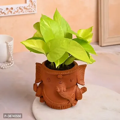 The Entacloo Money Plant Money Live Indoor Plant With Ganesha Shape Clay Pot For Home Decor-thumb2