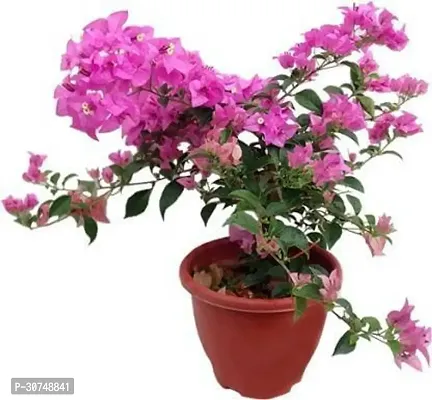 The Entacloo Bougainvillea Plant Gardens Bougainvillea pink Live Natural Plant-thumb0