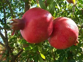 The Entacloo Pomegranate Plant Pomegranate Plant-thumb2