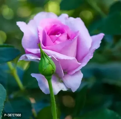 The Entacloo Rose Plant Rose Plant ( Acma Rose Plant )-thumb0