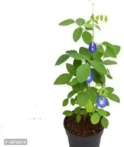 The Entacloo Aparajita Butterfly Pea Plant NilkanthanAparajita.plant ( 1 healthy live plant)-thumb0