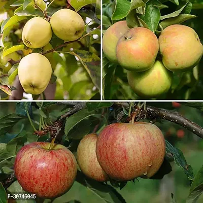 The Entacloo Apple Plant HRMN99 APPLE PLANT HOT CLIMATE APPLE PLANT GRAFTED