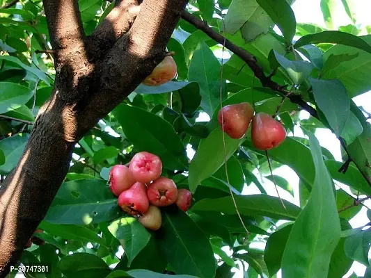 The Entacloo Wax Apple Plant Jamrul fruit plant