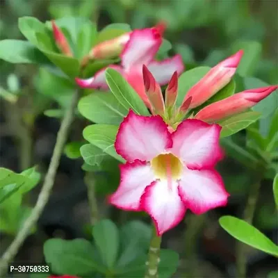 The Entacloo Adenium Plant ADENIUM PLANT JJGG00-thumb0