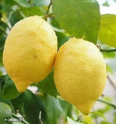 The Entacloo Lemon Plant Berry plants indoor outdoor-thumb0