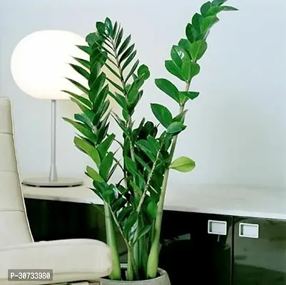 The Entacloo ZZ Plant ZZ PLANT HDTF65461N-thumb0