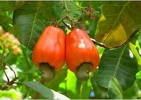 The Entacloo Cashew Plant KAJU PLANT NJK-thumb2