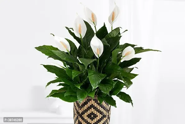 The Entacloo Peace Lily Plant PEACE LILY FLOWER PLANTP82-thumb0