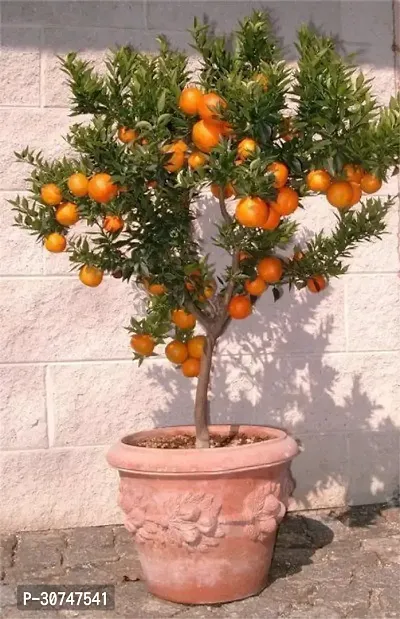 The Entacloo Orange Plant Darjeeling orange plant10-thumb0