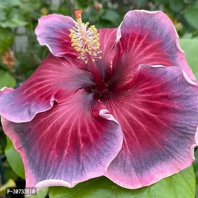 The Entacloo Hibiscus Plant Hibiscus Hybrid Live Flower Plant Disha-90059-thumb0