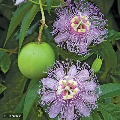 The Entacloo Passion Plant Passion Flower Plant A44-thumb0