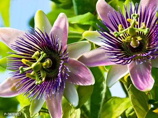 The Entacloo Passion Plant Passion Flower Live Plant a12-thumb0