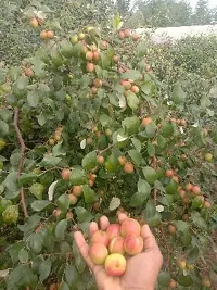 The Entacloo Apple Plant kul 1-thumb2