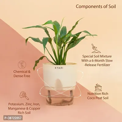 The Entacloo Peace Lily Plant Peace Lily Live Plant Self-Watering Cream Pot, Spathiphyllum Green-thumb2