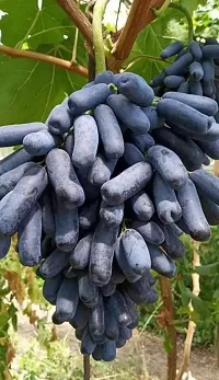 The Entacloo Grapes Plant GF Black-thumb1