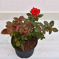 The Entacloo Rose Plant Live Rose Plant with Nursery pot-thumb1