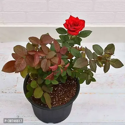 The Entacloo Rose Plant Live Rose Plant with Nursery pot-thumb2