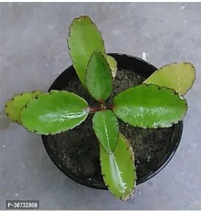 The Entacloo Bryophyllum PinnatumPatharchatta Plant patthar chatta (kalanchoe pinnata)-thumb3