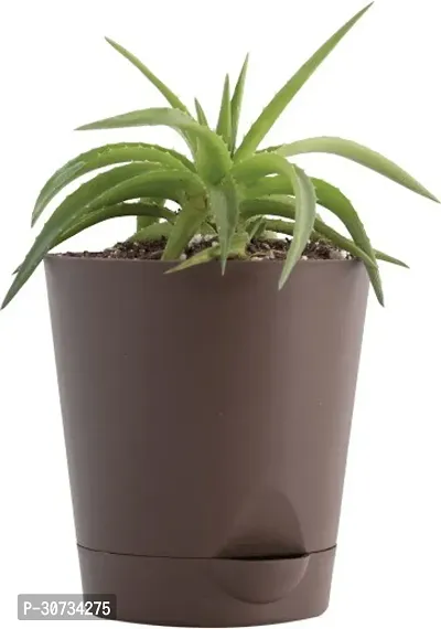 The Entacloo Aloe Vera Plant aloevera plant 0109-thumb0