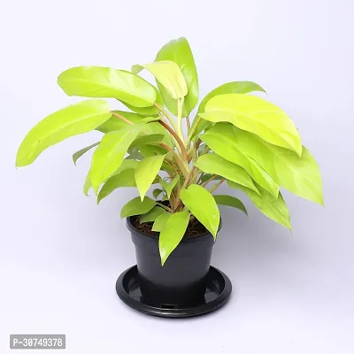 The Entacloo Philodendron Ceylon Plant Philodendron Ceylon Golden Live Indoor Plant with Water Reservoir Plate