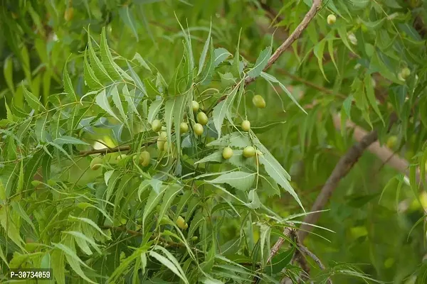 The Entacloo Neem Plant Neem Plant-thumb2