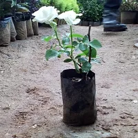 The Entacloo Rose Plant white color rose-thumb1