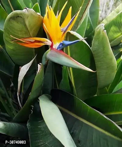 The Entacloo Bird of Paradise Plant Bird Of Paradise Beautiful