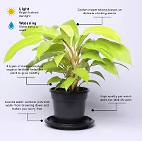 The Entacloo Philodendron Ceylon Plant Philodendron Ceylon Golden Live Indoor Plant with Water Reservoir Plate-thumb1