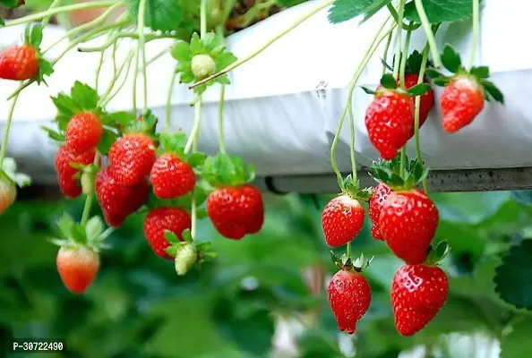 The Entacloo Strawberry Plant Strawberry Live Plant with 1 Pot-thumb3