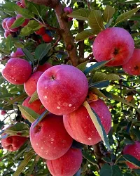 The Entacloo Apple Plant Red apple plant11-thumb2