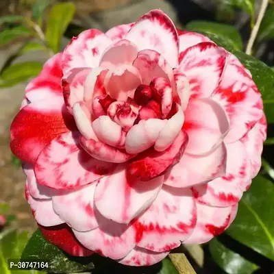 The Entacloo Rose Plant Camelia Flower Plant CF18-thumb0