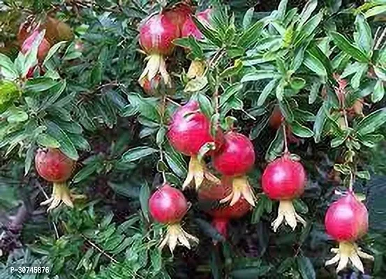 The Entacloo Pomegranate Plant Pomegranate Plant 323-thumb0