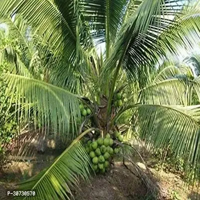 The Entacloo Coconut Plant Badami Coconut Hybrid Plant For Outdoor Garden-thumb2