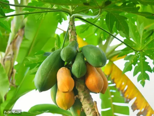 The Entacloo Papaya Plant Papaya plant-thumb0