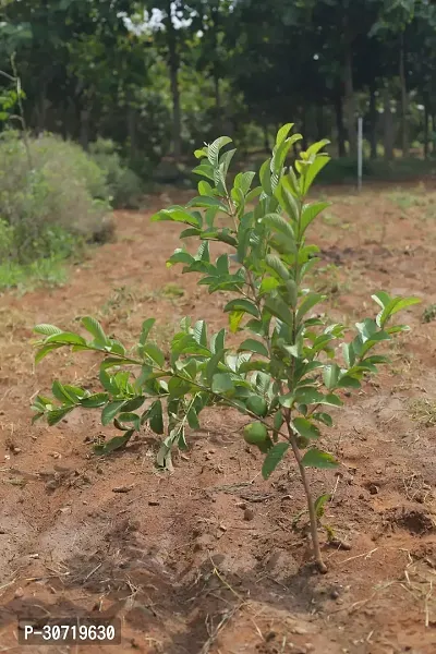 The Entacloo Guava Plant GUAVA PLANT TTLLZZ-thumb3