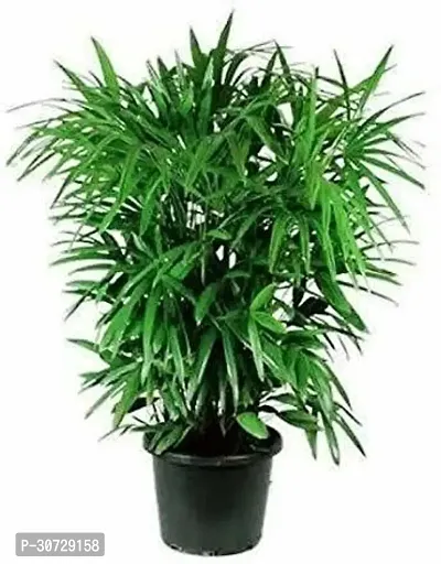 The Entacloo Areca Plam Live Lady PalmRhapis Palm - Air Purify Plants-thumb0