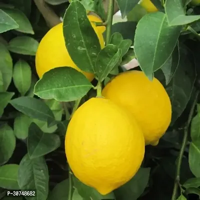 The Entacloo Lemon Plant BFE-thumb0