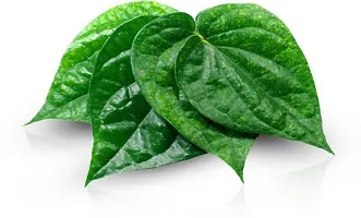 The Entacloo Betel Leaf Plant Betel Leaf Plant-thumb1