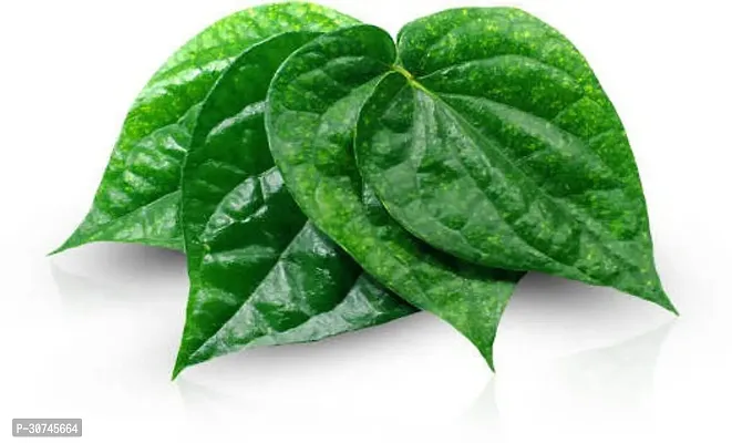 The Entacloo Betel Leaf Plant Betel Leaf Plant-thumb2