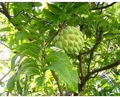 The Entacloo Annona ReticulataBullocks Heart Plant Rare Sugar-Apple Sitafal Fruit Plant-thumb1