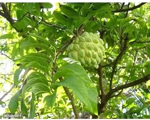 The Entacloo Annona ReticulataBullocks Heart Plant Rare Sugar-Apple Sitafal Fruit Plant-thumb2