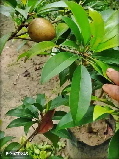 The Entacloo Chiku Plant Live Fruit Plant Manilkara Zapota,Sapodilla, Sapota, chikoo, Chico, Naseberry, or Nispero Sapota Chikoo SapotaChikoo Healthy (Thailand Variety) for Home and Outdoor Garden.V401-thumb0